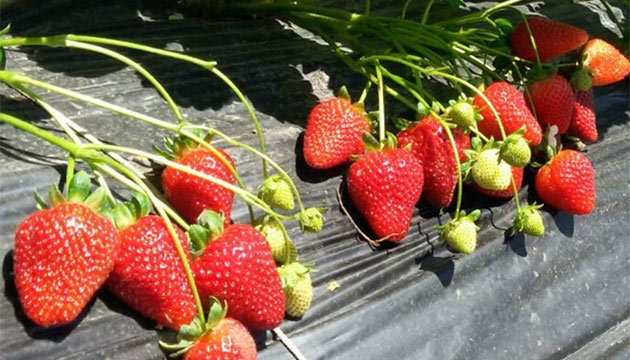 What the History of Strawberries Teaches Us Today
