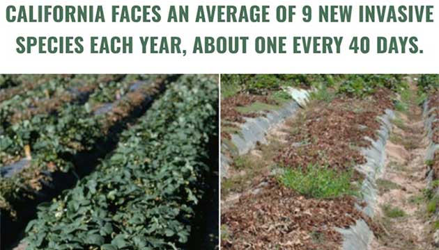 California Faces an Average of 9 New Invasive Species Each Year
