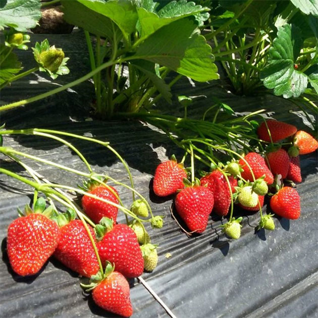 What the History of Strawberries Teaches Us Today

