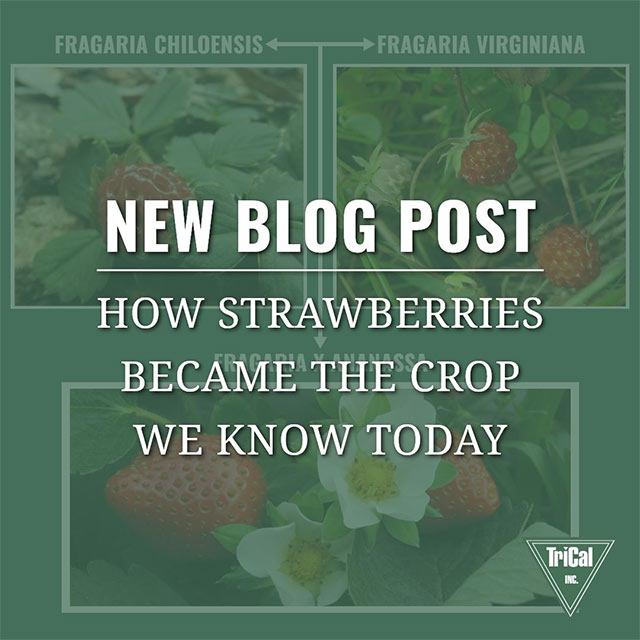 How Strawberries Became the Crop we Know Today 