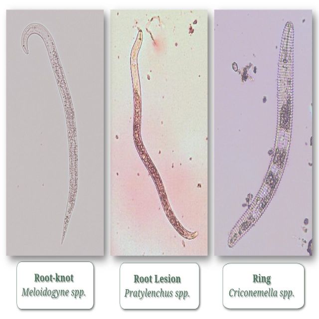 Managing Plant Parasitic Nematodes in California Specialty Crops with  Soil Fumigation