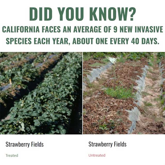 California Faces an Average of 9 New Invasive Species Each Year