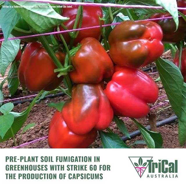 Greenhouse Capsicum Trial on the Adelaide Plains