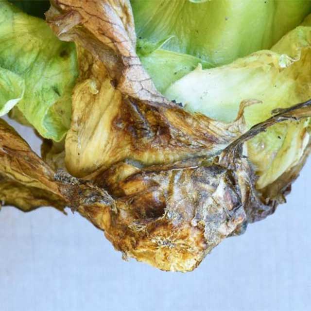 How To Distinguish Weather-Related Crop Injury From Disease