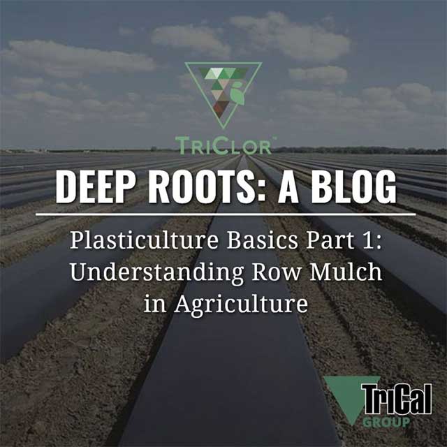 Plasticulture Basics Part 1: Understanding Row Mulch in Agriculture
