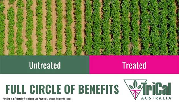 Stronger Root Development, Improved Crop Quality