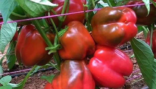 Greenhouse Capsicum Trial on the Adelaide Plains