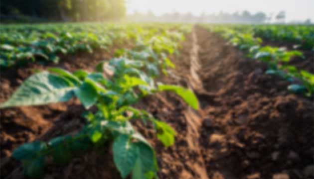 Catalyst-Activated Cycle (CAC) – Manuscript 3: Field Efficacy, Grower Integration, and System-Level Benefits