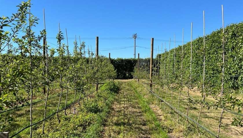 Trical New Zealand on Tackling Apple Replant Disease