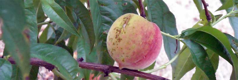 Growers in South Carolina are prepping their Peach Orchards now