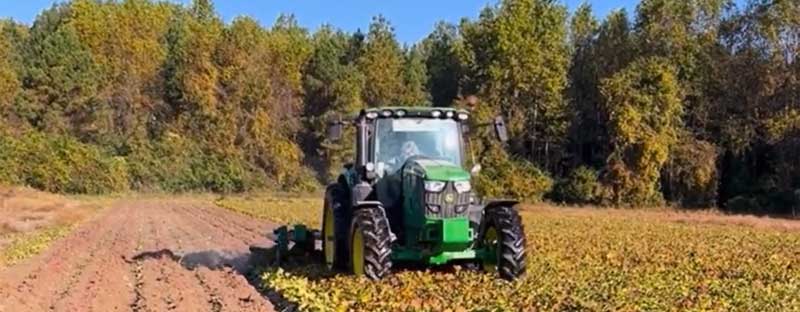 Sweetpotato harvesting in Eureka, North Carolina