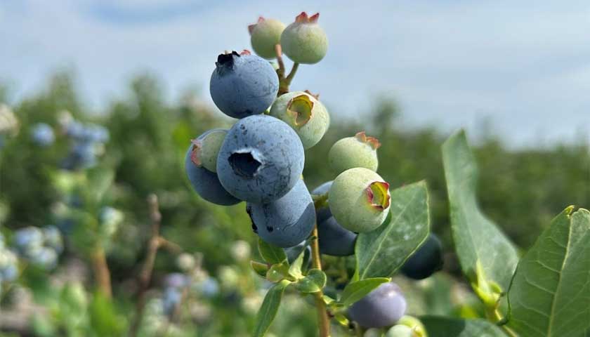 Georgia Blueberries are Hitting the Market Soon!