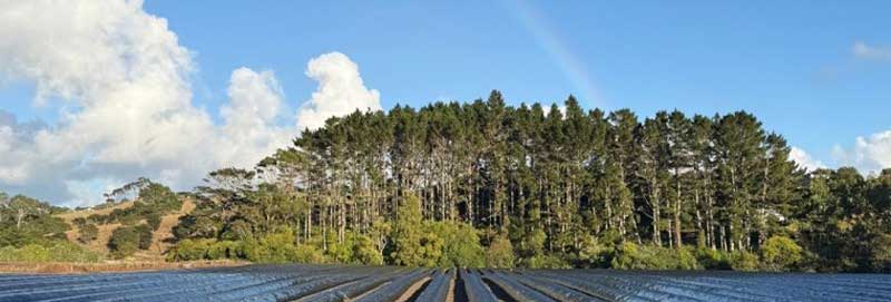 A Spectacular Rainbow Over Healthy Soil and Thriving Strawberries