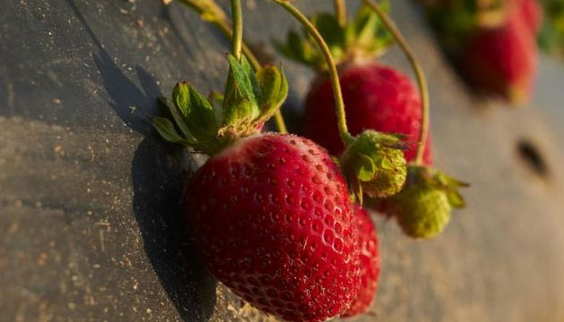 Improving Strawberry Yields with Metalosate®