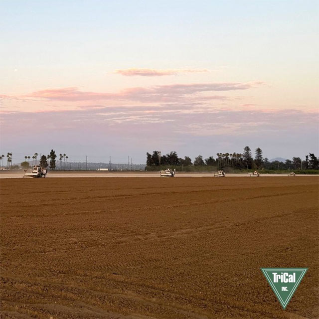 Strong Strawberry Crop Starts with a Solid Foundation