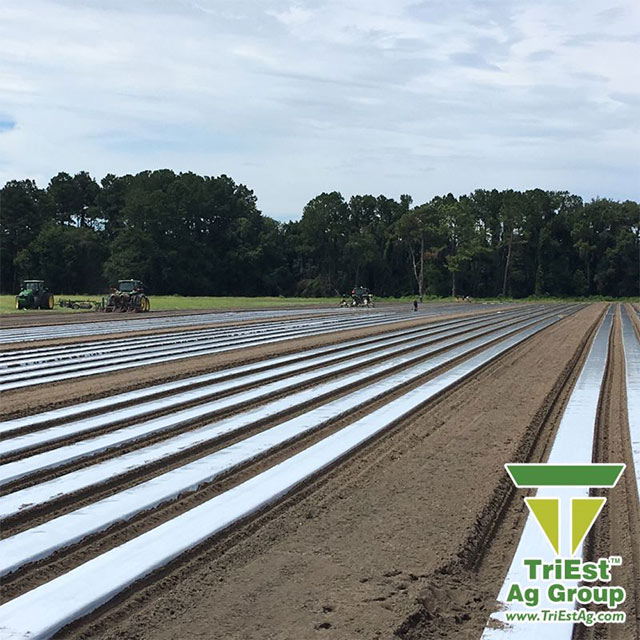 TriEst Ag Group is Here to Support Your Success