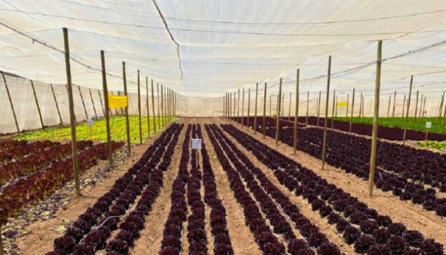 Uniformity that Starts at the Root