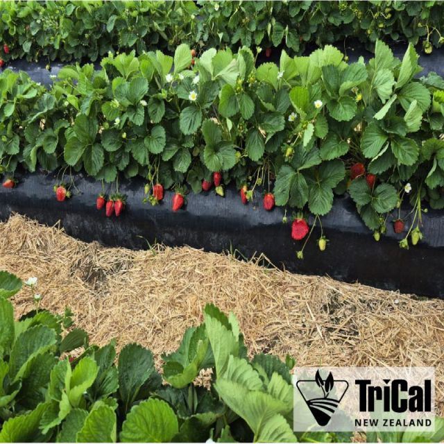 Promoting Strong Establishment in Strawberry Crops