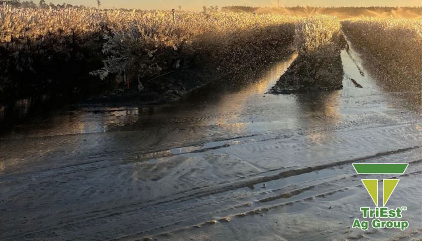 Cold Mornings in Georgia Need Frost Protection