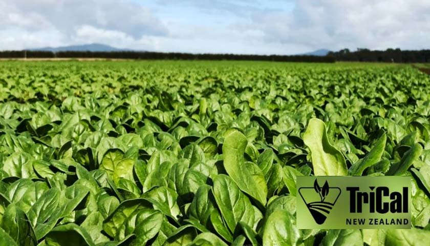 Tri-Form Fumigation on Baby Spinach