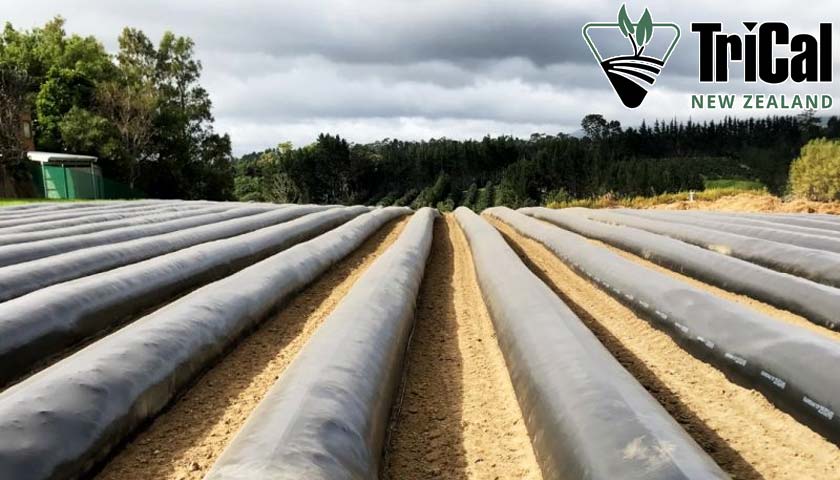 Strawberries Ready to Thrive in New Zealand!