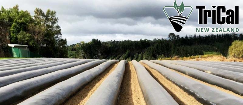 Strawberries Ready to Thrive in New Zealand!