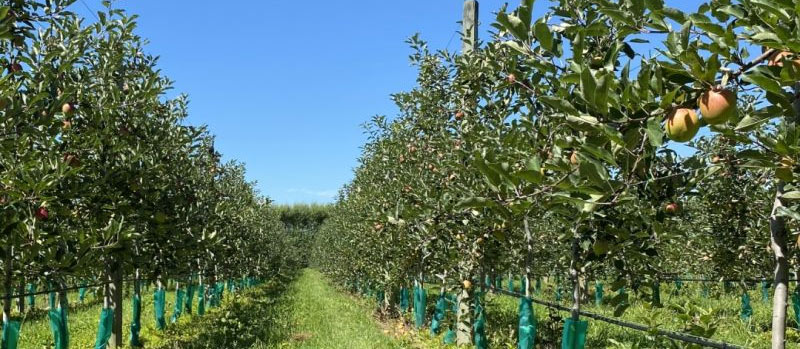 Apple Orchards in New Zealand are Looking Fantastic