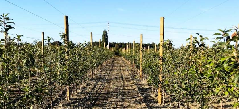 Soil Fumigation Faces the Challenges of Apple Replant
