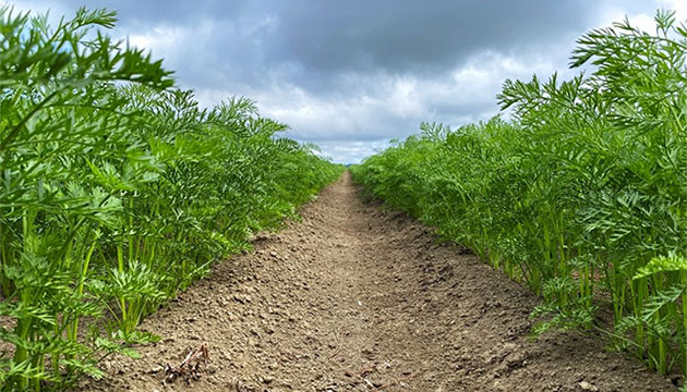 Healthy Soil, Thriving Carrots Treated with Tri-Form 60