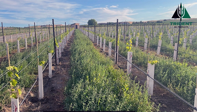 Healthy Vines Start Below the Surface