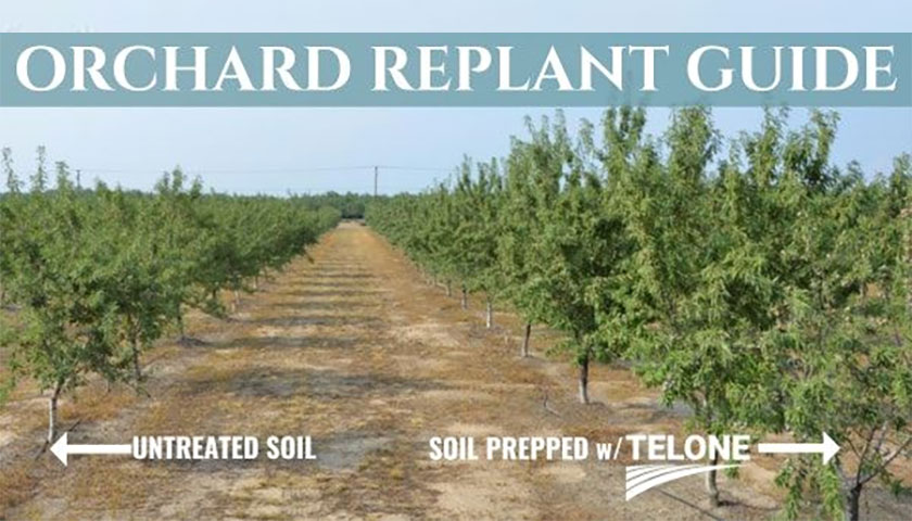 Orchard Replant Guide