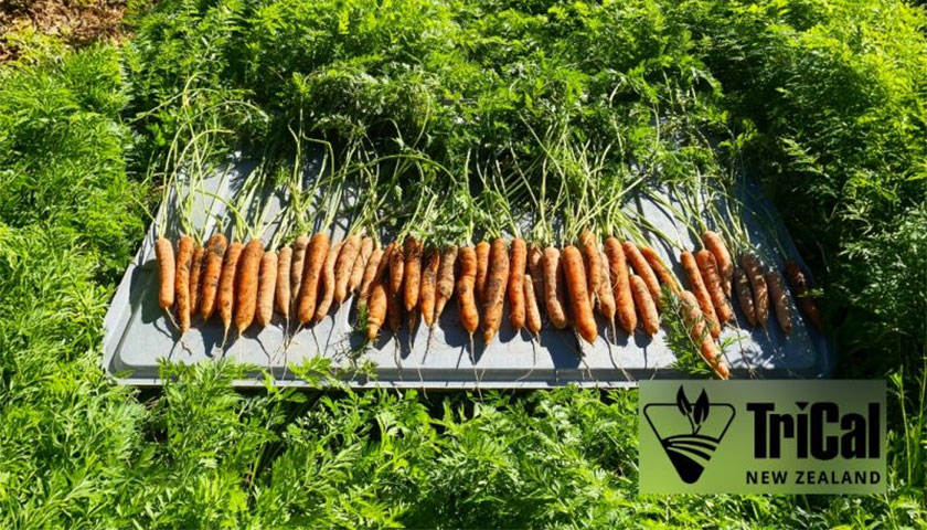Carrot Fields in New Zealand with Tri-Form 60