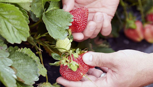 Metalosate® Supports Strawberry Growth and Berry Sizing