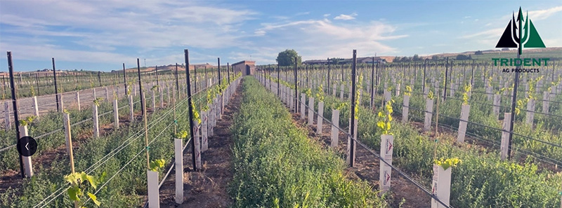 Healthy Vines Start Below the Surface
