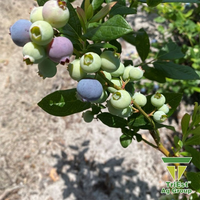 Enhance Your Blueberry Fields