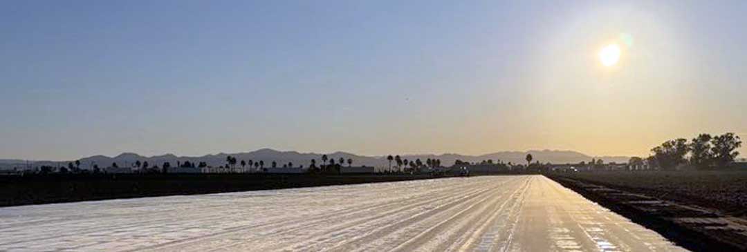 Enhance Strawberry Plant Health and Boost Crop Resilience