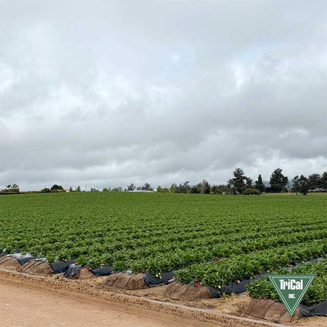California Strawberry Fields Approaching Harvest