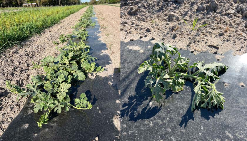 Josh Freeman on Grafted Plants vs. Fusarium