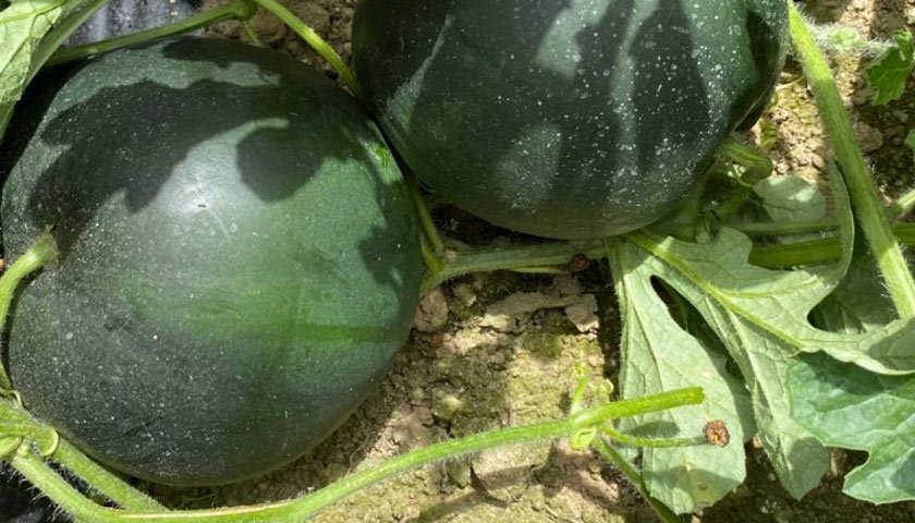 North Island Watermelons Ripe with Flavor
