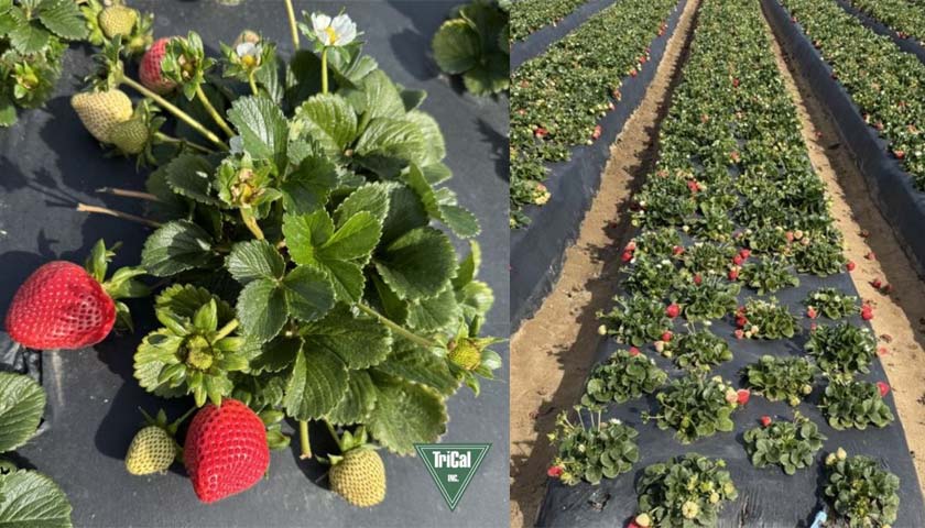 Innovative Strawberry Solutions in California