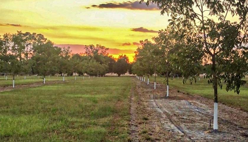 Proper Irrigation is Crucial for Pecan Orchards