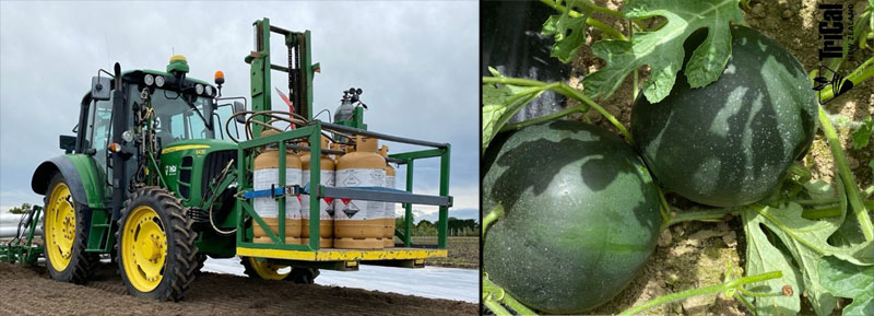 North Island Watermelons Ripe with Flavor