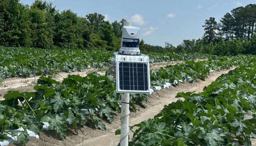 Smarter Zucchini Irrigation with  GrowSphere ONE