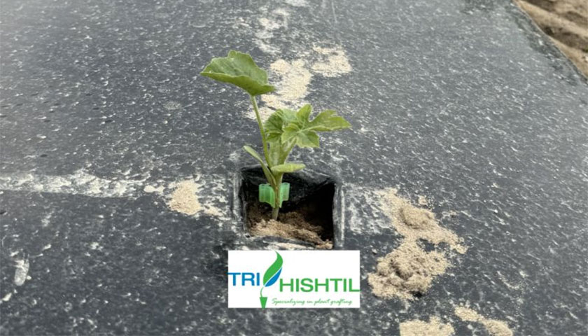 Tri-Hishtil Supplies High-Quality Grafted Watermelon 