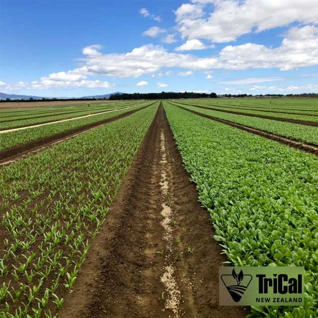 BB Spinach Field with Tri-Form 60
