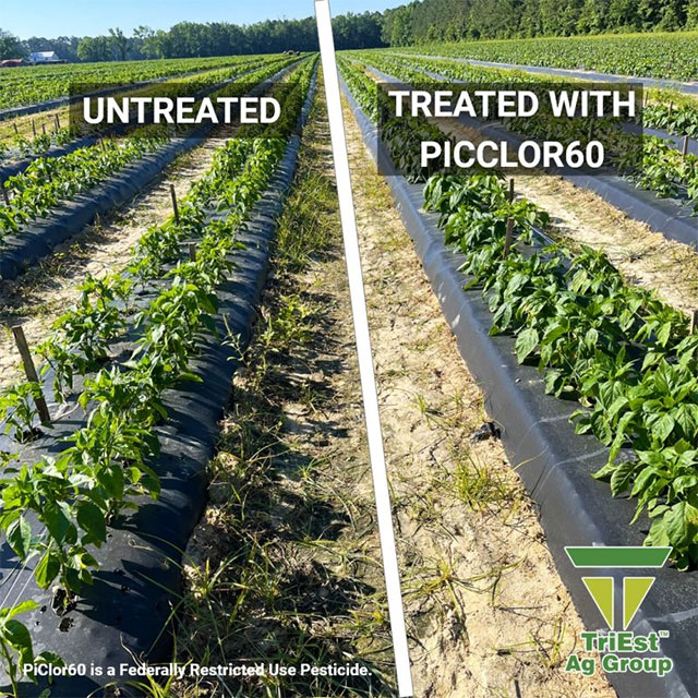 N.C. Pepper Grower Sees the Power of Chloropicrin