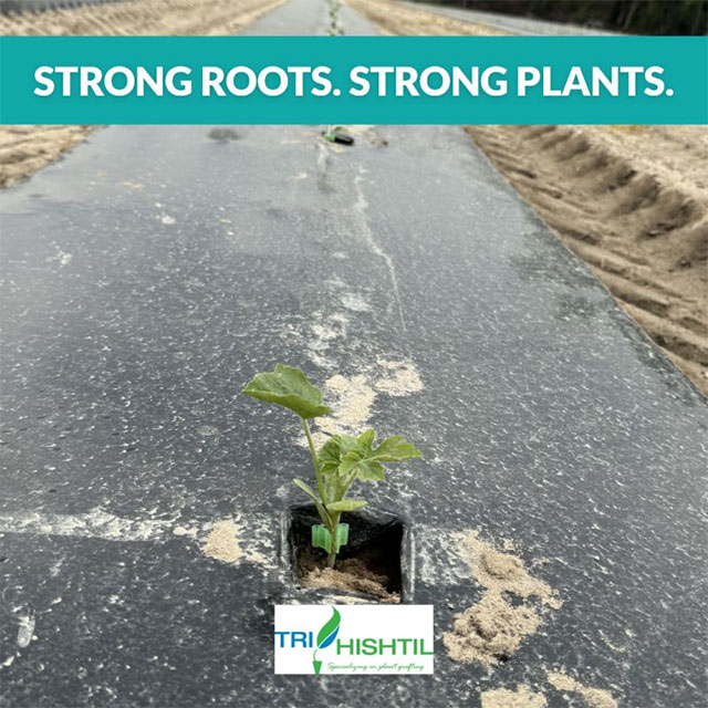 Tri-Hishtil Supplies High-Quality Grafted Watermelon 