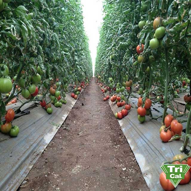 Red Ripening Tomatoes with Healthy Soil