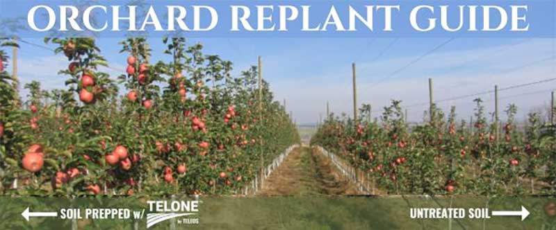 Orchard Replant Guide