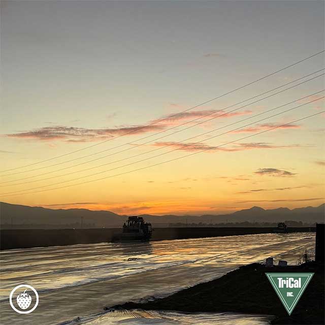 Soil Fumigation this Season can Maximize Next Year’s Yield